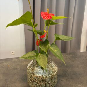 Anturie v semi-hydroponii