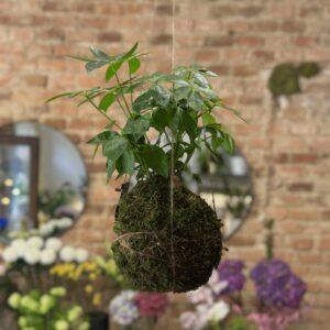 Kokedama Šeflera