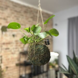 kokedama šplhavnice