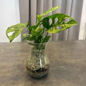 Monstera v semi-hydroponii